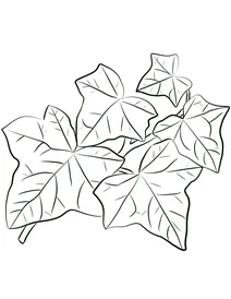 Листя плюща