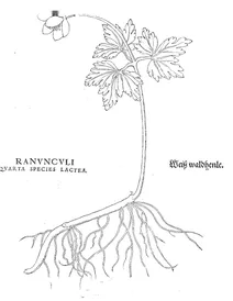 Лютик (четвертий — молочно-білий)