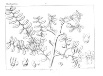 Maba buxifolia та serreola buxifolia