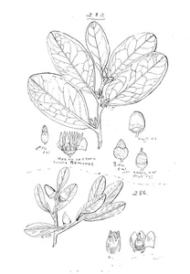 Maba reticulata та maba humilis