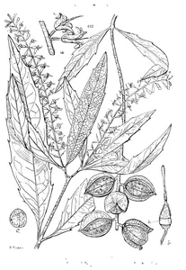Macadamia lowii