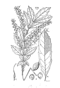 Macadamia minor