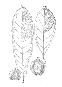 Macadamia ternifolia