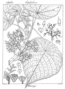 Macaranga indica