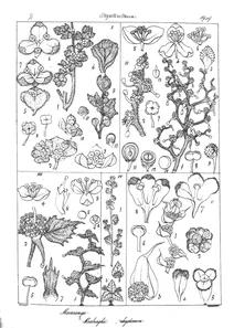 Macaranga tomentosa та macaranga indica та macaranga flexuosa та macaranga roxburghii та pachystemon trilobium