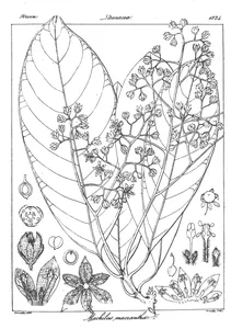 Machilus macrantha