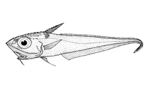 Macrourus carinatus (хвостокол з гребінчастою лускою)