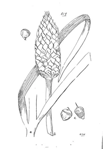 Macrozamia platyrhachis