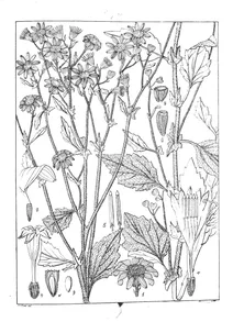 Madacarpus belgaumensis