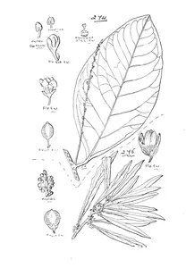 Maesa haplobotrys та myrsine campanulata