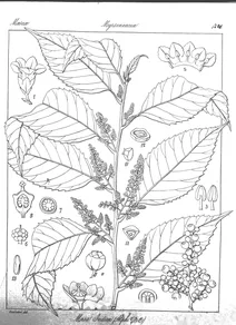 Maesa indica