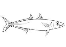 Макрел-скад (decapterus macarellus)