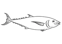 Макрель-тунець (euthynnus affinis)