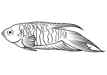 Макропод звичайний (macropodus opercularis)