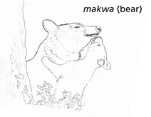 Makwa (ведмідь)