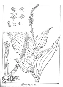 Malaxis discolor як microstylis discolor