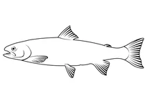 Мальма (salvelinus malma)