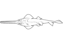 Малозубий пилонос (pristis pectinata)