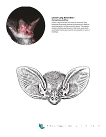 Малий довгоухий кажан — nyctophilus geoffroyi