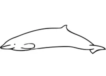Малий дзьобий кит (mesoplodon peruvianus)