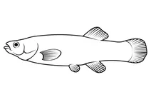 Мамміхог (fundulus heteroclitus)