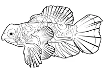 Мандаринка (synchiropus splendidus)
