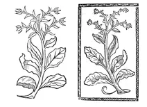 Мангольт крут, 1497-1500