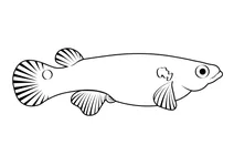 Мангровий ривулус (kryptolebias marmoratus)