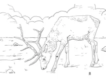 Манітобський вапіті (олень) cervus elaphus manitobensis