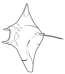 Манта (mobula alfredi)