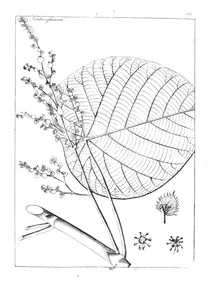 Mappa moluccana та ricinus mappa