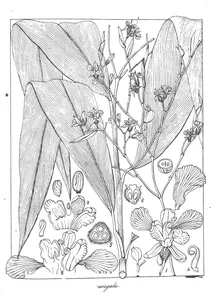 Maranta virgata