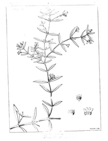 Маренові (rubiaceae)