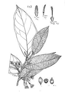 Marlea vitiensis