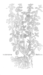 Маррубіум