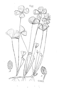 Marsilea drummondii