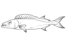 Масляна риба (ruvettus pretiosus)