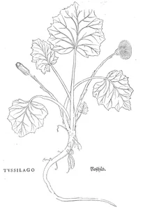 Мать-і-мачуха (tussilago)