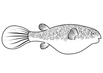 Мбу (tetraodon mbu)