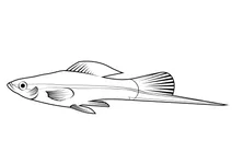 Мечоносець зелений (xiphophorus hellerii)