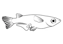 Медака японська (oryzias latipes)