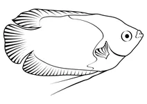 Медове гурамі (trichogaster chuna)
