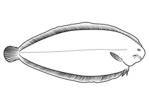 Мегрім (lepidorhombus whiffiagonis)
