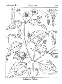 Melanthera biflora