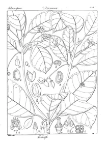 Melicope indica