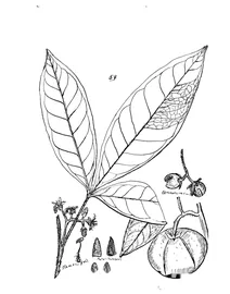Melicope pubescens