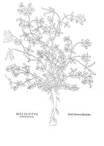 Мелілот німецький
