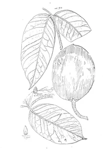 Melodinus murpe