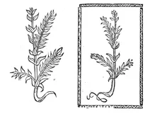 Мер гірсс, 1497-1500