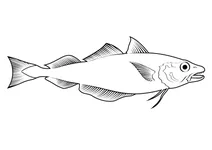 Мерланг (merlangius merlangus)